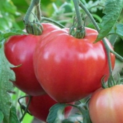 Среднерослые сорта томатов для теплиц