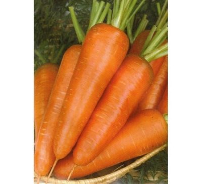 Морковь Вита Лонга описание сорта, отзывы, фото