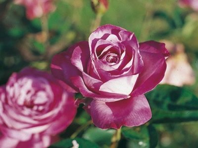 Роза Блю Ривер: особенности и характеристика сорта