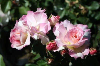 Роза Шарль Азнавур особенности и характеристика сорта правила посадки выращивания и ухода отзывы