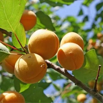 Выбор лучших сортов абрикоса для средней полосы России