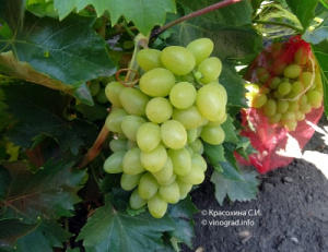 Фото виноградных кистей