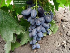 Урожайность и зона выращивания винограда Декабрьский
