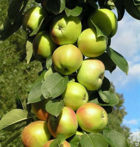 Выращивание яблони Благовест