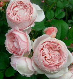 Роза Бонанза: особенности и характеристика сорта, правила посадки, выращивания и ухода, отзывы - лучшие советы по уходу за розами