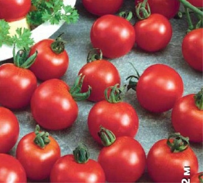Размер и форма куста томата Колодец неисчерпаемый: