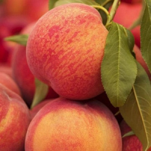 Советы по выращиванию персика Биг Хани