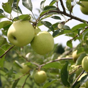 Яблоня яблоня Зеленый Шум: отзывы, описание сорта, фото, видео, отзывы,характеристики - Ортон