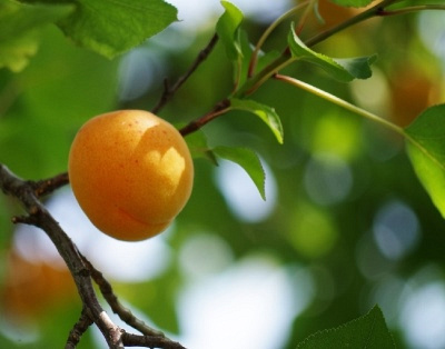 Лучшие сорта абрикоса для Урала 2023 года: какие сорта абрикоса для Уралалучше купить, как правильно выбрать, фото, характеристики, урожайность,описание сортов - Ортон