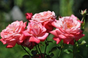 Роза Фиджи Негро: особенности и характеристика сорта, правила посадки, выращивания и ухода, отзывы - садовая роза с необычным цветом и легким уходом