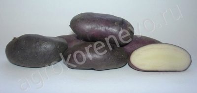 Какой сорт картофеля лучше для пюре и 43 самых вкусных и урожайных сорта картофеля с описанием в таблицах по регионам