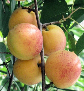 Уход за абрикосами в период плодоношения и зимой