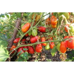 Томат Персей: описание сорта помидоров, характеристики, посадка и выращивание, болезни и вредители, отзывы
