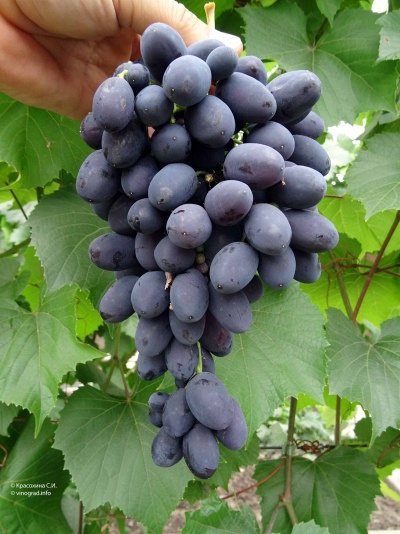 Лучшие столовые сорта винограда 2023 года: какие столовые сорта виноградалучше купить, как правильно выбрать, фото, характеристики, урожайность,описание сортов - Ортон