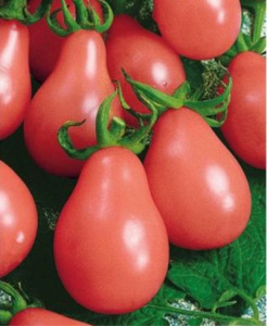 Томат Бананза описание сорта помидоров характеристики Посадка выращивание болезни и вредители Отзывы