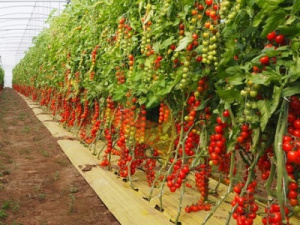 Томат Этюд описание сорта помидоров характеристики выращивание болезни и вредители Отзывы