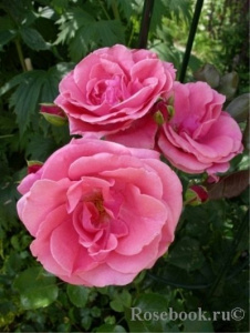 Роза Красный Маяк: особенности и характеристика сорта, правила посадки, выращивания и ухода, отзывы - информация для садоводов и любителей роз