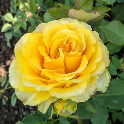 Размеры и форма розы Сфинкс