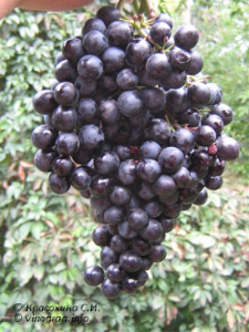 Сорт винограда Академик