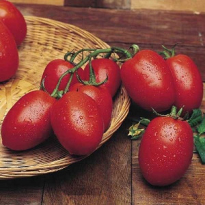 Посадка и выращивание помидоров Розмарин