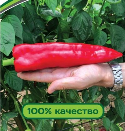 Перец Тамара: описание сорта, характеристика плодов, агротехника выращивания и ухода, отзывы - полезная информация для садоводов