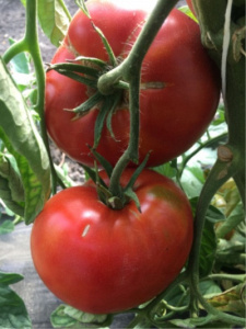 Томат Перцевидный малиновый описание сорта помидоров характеристики отзывы