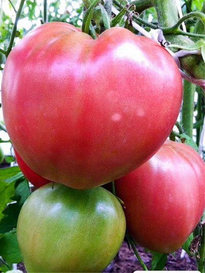 Область использования томатов