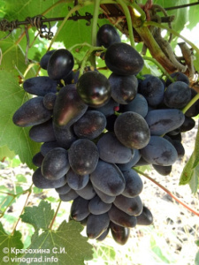 Виноград Черный Доктор (Эким кара): описание, характеристики, выращивание, отзывы - фото и советы