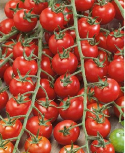Томат Свит черри описание сорта помидоров характеристики посадка и выращивание болезни и вредители отзывы