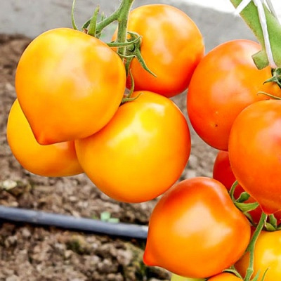 Томат Золотая пуля: описание сорта помидоров, характеристики. Посадка, выращивание и защита от болезней и вредителей