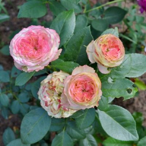 Роза Конфетти (Konfetti): характеристика и описание сорта с фото, отзывы садоводов - всё о сорте