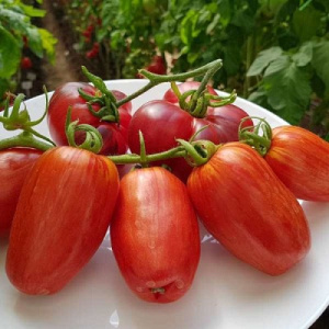 Крупноплодный томат Афродита