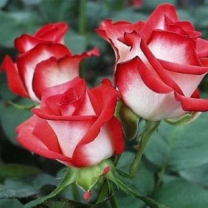 Роза Филателия характеристика правила посадки и ухода отзывы – сорт с изысканным ароматом и выразительными цветами