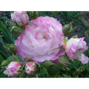 Роза Жена Поэта: особенности и характеристика сорта, правила посадки, выращивания и ухода, отзывы