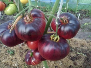 Томат Мечта Алисы описание сорта характеристики выращивание и болезни Отзывы о сорте помидоров