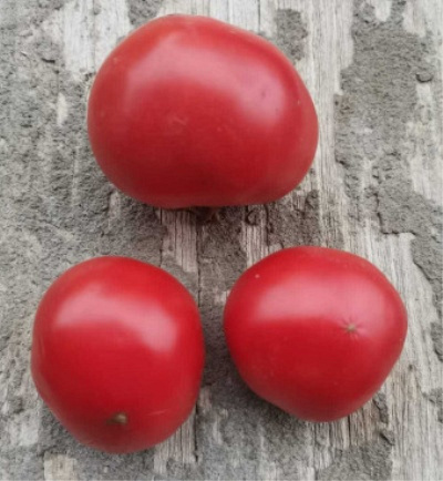 суперклуша характеристика и отзывы томат урожайность