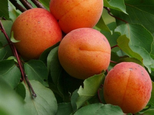 Характеристики сорта абрикоса Ульянихинский