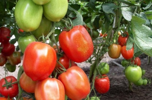 Томат Алый мустанг - описание и характеристики сорта помидоров. Посадка, выращивание, болезни и вредители. Отзывы.