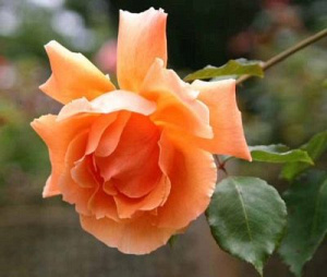 Роза Дезире: особенности и характеристика сорта, правила посадки, выращивания и ухода, отзывы - полный гид для садоводов
