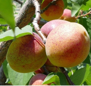 Аромат и вкус плодов абрикоса Знаходка