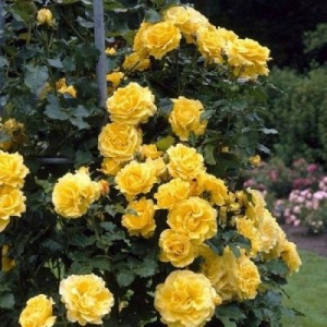 Роза Тиффани особенности и характеристика сорта правила посадки выращивания и ухода отзывы — Гид по садоводству