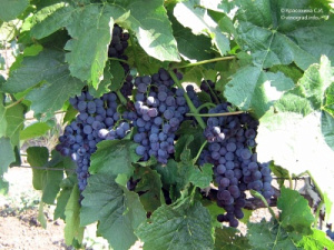 Виноград | Лианы | Каталог растений | CАДиК