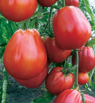 томаты самые лучшие и урожайные сорта томатов для северо запада