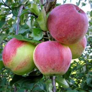 Яблоня яблоня Кумир: отзывы, описание сорта, фото, видео, отзывы,характеристики - Ортон