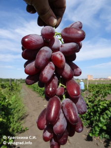 Уход за виноградными лозами Эталон