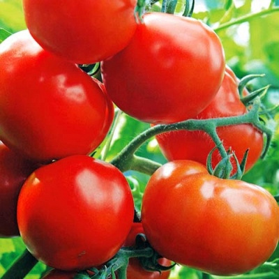 Томат Уникальный Кульчицкого: описание сорта помидоров, характеристики, выращивание, болезни, отзывы