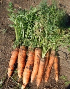 Морковь Белочка описание и характеристики сорта правила посадки и выращивания отзывы