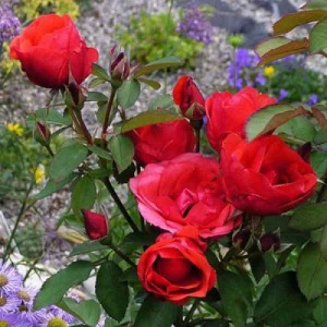Роза Баяццо: особенности и характеристика сорта, правила посадки, выращивания и ухода, отзывы