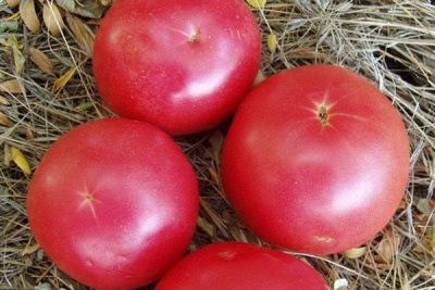 Томат Димероза: описание сорта помидоров, характеристики. Особенности посадки и выращивания, болезни и вредители, отзывы