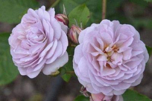 Посадка розы Акрополис